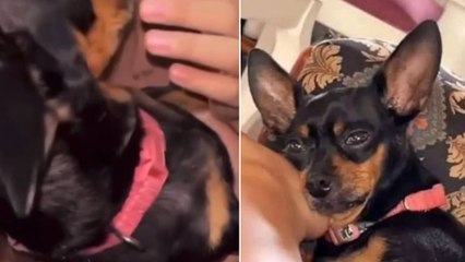 ¿Qué Está Sucediendo con el Maltrato Animal en Bucaramanga? 🐾