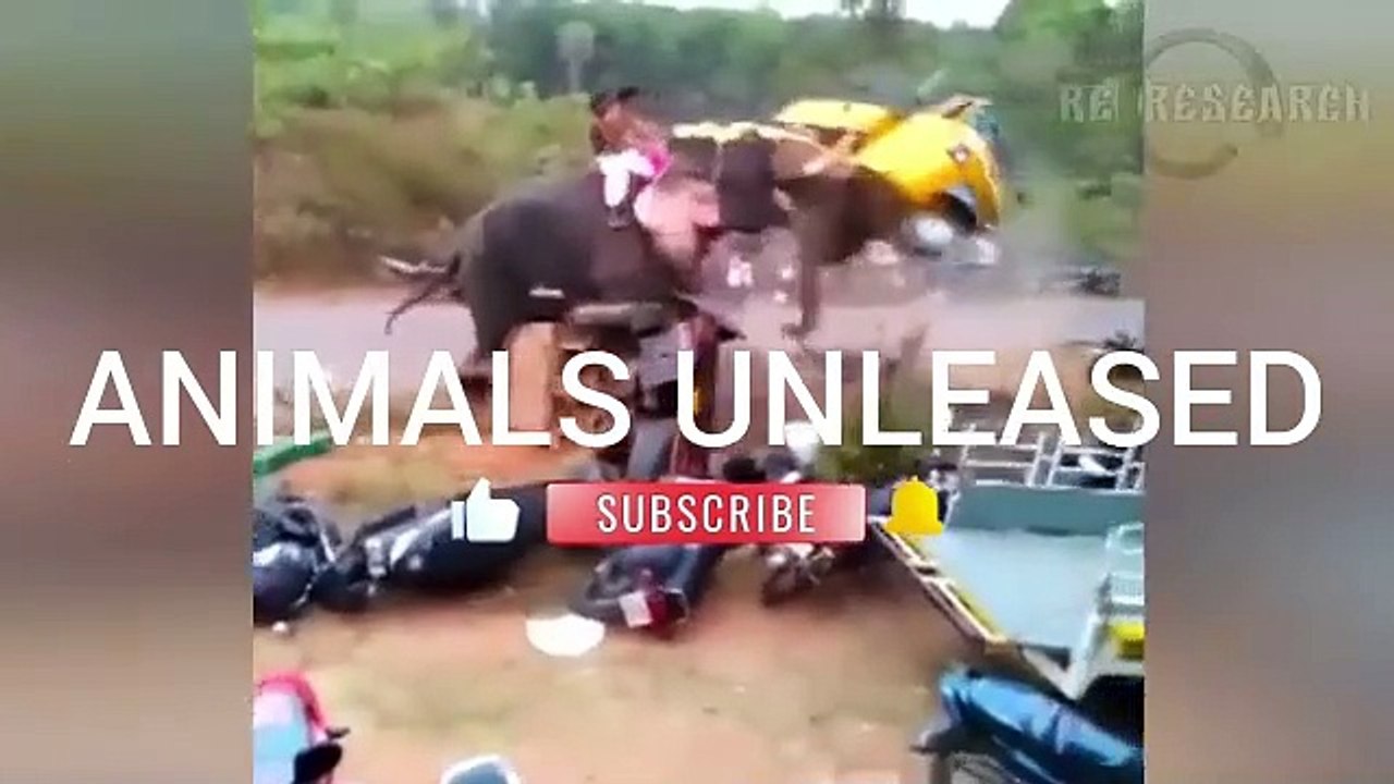 ANIMALS UNLEASED