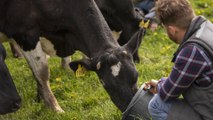 Más de 600 mililitros de leche se han perdido durante el paro campesino en Boyacá