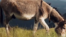Lazy Donkey Learns a Valuable Lesson
