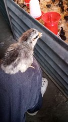 Broiler poultry day 1