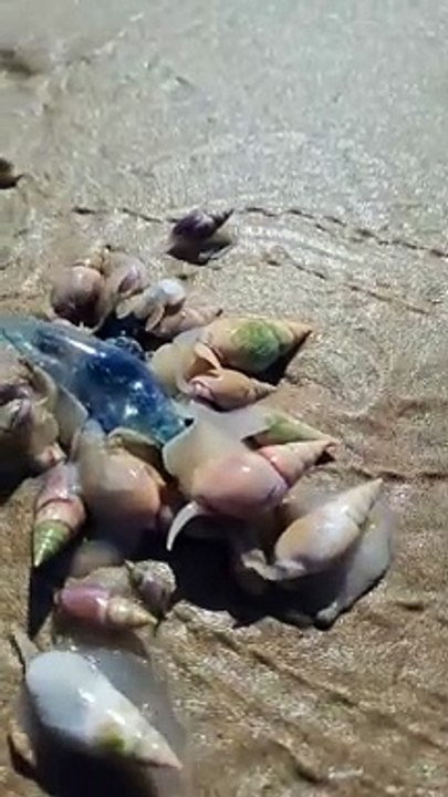 Bohut khubsurat snail