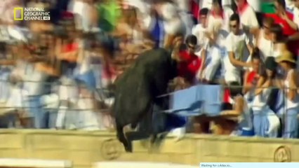 do or die hindi shark