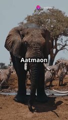 Titans of the Savannah