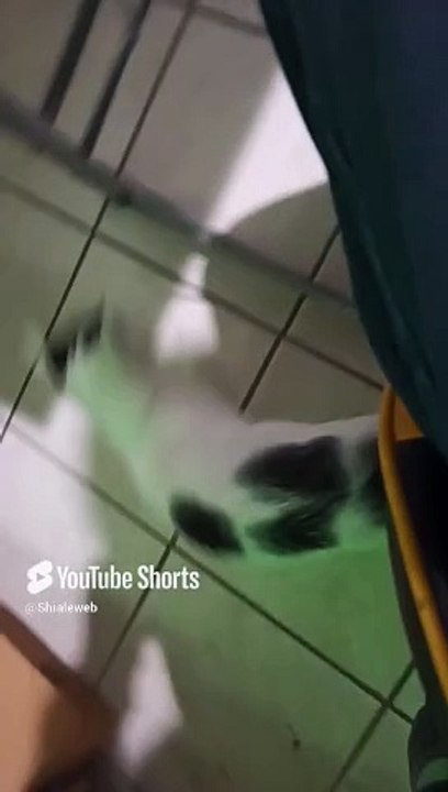 jugando en la oficina con mi amigo peludo el gato pernanca #shorts hoy tiene mucha fojera #felino