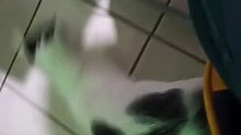 jugando en la oficina con mi amigo peludo el gato pernanca #shorts hoy tiene mucha fojera #felino