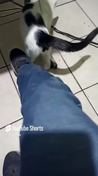 El gato pernanca es mi amigo peludo viene a visitarme a la oficina #shorts #animal #mascota #felino