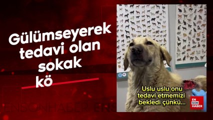 Gülümseyerek tedavi olan sokak köpeği