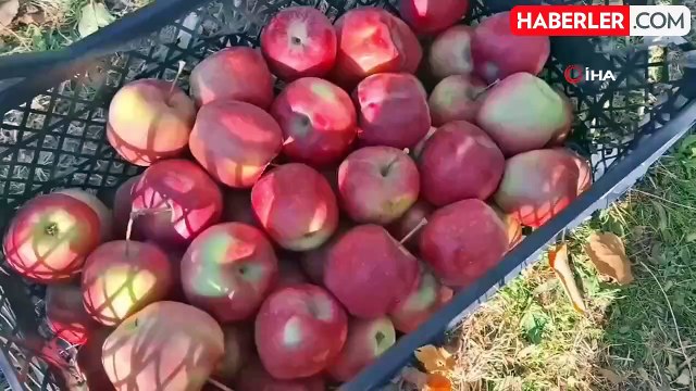 Vanlı Hayırsever Kadın, Elma Gelirini Gazze'ye Bağışladı