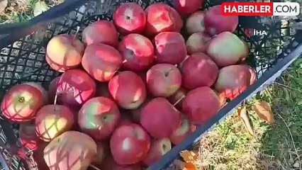 Vanlı Hayırsever Kadın, Elma Gelirini Gazze'ye Bağışladı