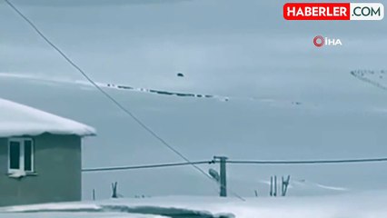 Kış Uykusuna Yatmayan Ayı, Kazıkbeli Yaylası'nda 'Pazara İndi'