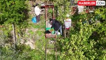 Artvin'de Asırlık Zeytin Ağaçlarından Hasat Dönemi Başladı