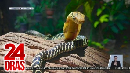 #KuyaKimAnoNa? - Bagong species ng king cobra, endemic sa Luzon; Computer screen, pinasok ng mga langgam; Plane spotting, nauusong libangan | 24 Oras