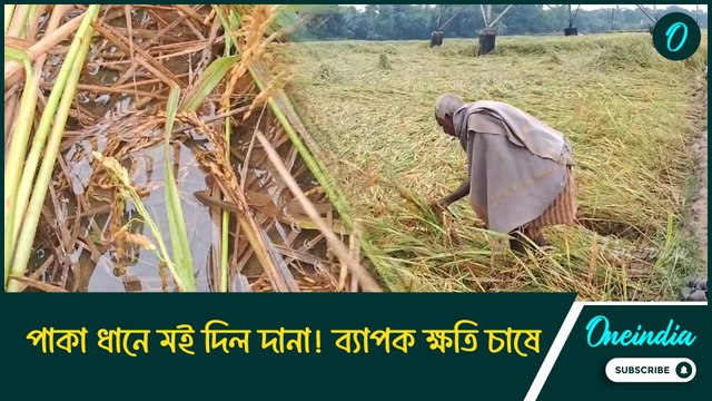 পাকা ধানে মই দিল দানা! ব্যাপক ক্ষতি চাষে, এবার শীতে আর মিলবে না কপি, গাজর?