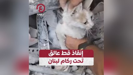 إنقاذ قط عالق تحت ركام لبنان