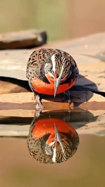 ird little
