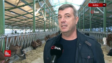 Avrupa'yı saran Mavi Dil hastalığı nedeniyle Türkiye ithalatı durdurdu
