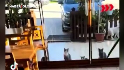 Sahibini görünce sevinçten havalara zıplayan kedinin görüntüleri viral oldu
