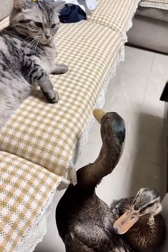 2024 best animals videos #cutecatvideos #funnycatvideos #cuteanimals #funny #reels #shortsvideo #shorts #animal #funny animals #cat #animals #fyp