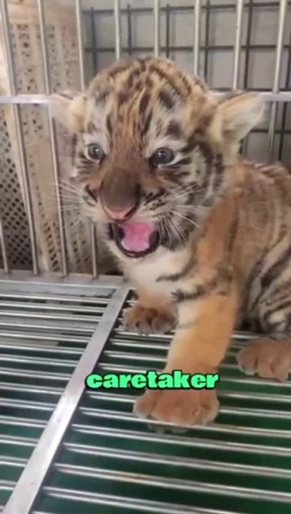 Tiger in the zoo