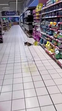 Bir marketin mama reyonunda bir kedi ve yavruları mama yerken yakalandı