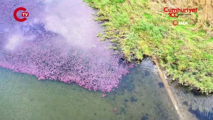 Terkos Gölü'nde mest eden manzara: Çiçekler gölün yarısını pembeye boyadı