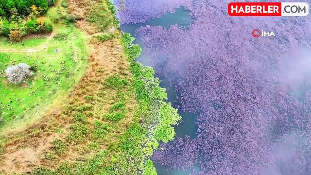 Terkos Gölü'nde Çiçeklerin Yüzeydeki Pembesi