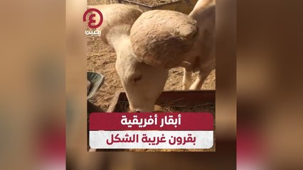 أبقار أفريقية بقرون غريبة الشكل