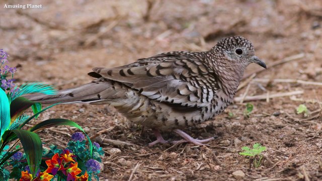 Scaled Dove Sound Call
