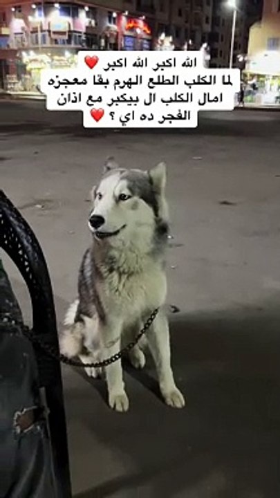 #الجمهور الاخباري الكلب يؤذن
