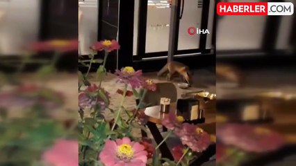 Tilki, Ciğerci Dükkanının Sevimli Müdavimi Oldu