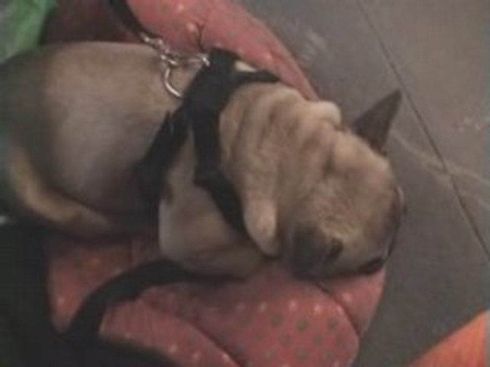 Yuna dans le train (retour de bouledo)