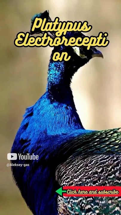 Animal Facts    Platypus Electroreception      #shorts