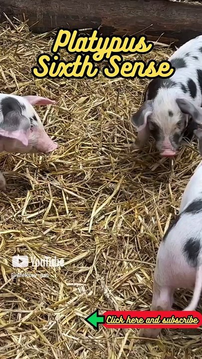 Animal Facts    Platypus Sixth Sense      #shorts