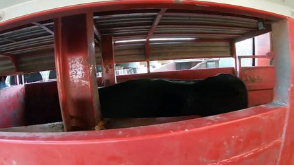 Incredible Cows Transporting ｜ Big Agricultural Machines On The Farm ｜ Feeding Animals