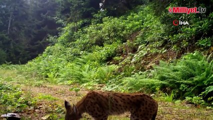 Ayı ve vaşak fotokapana takıldı