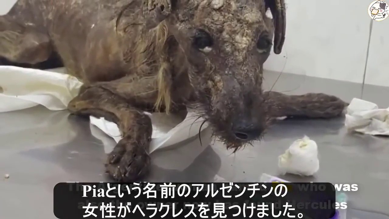 犬を保護した女性は、獣医の「安楽死のすすめ」を断りました、野良犬は骨と皮だけで、もう救う事は難...