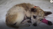 まだ幼い子犬は、飼い主から見知らぬ通りに捨てられ、ひどい栄養失調と、ノミやダニに侵されていましたThe young puppy had been abandoned by his owner on an unfamiliar street, and was on the verge of death due to severe malnutrition and infested with fleas and ticks.　