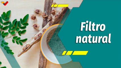 Punto Verde | La Moringa, el filtro natural que cambiará tu vida