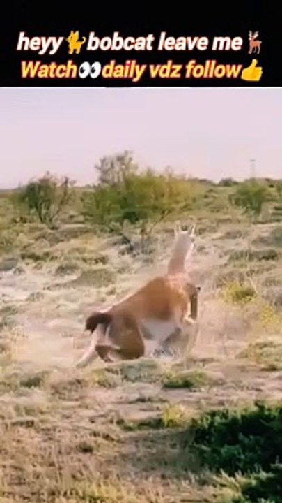 Leave me | animal attack | animal hunting | cat video | #animal #trending #nature