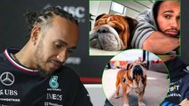 Lewis Hamilton y la promesa a México, traer a su famoso perro, Roscoe