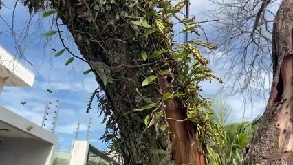 Defesa Civil faz remoção de enxame de abelhas na Região do Lago