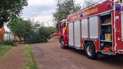 Árvore cai e interdita rua Ângelo Godói, no bairro Santos Dumont