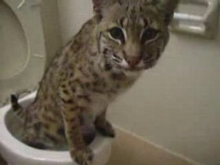 CAT & Toilet - PEE & POOP