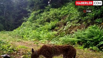 Ayı ve Vaşak Fotokapana Takıldı