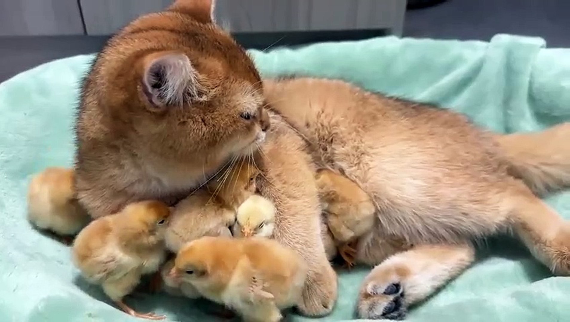 Heartwarming: Cat Cares for Chicks