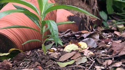 Researchers come together to find treatment for melioidosis, as northern Australia prepares for the wet season