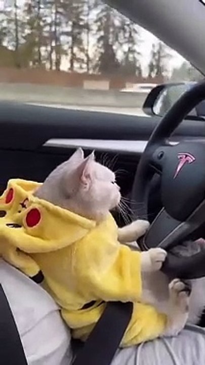 Saudi cat  is drawing 