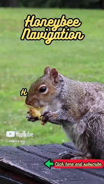 Animal Facts   Honeybee Navigation    #shorts