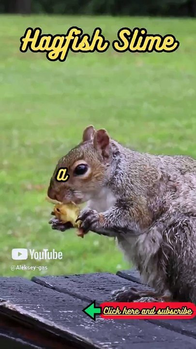 Animal Facts   Hagfish Slime    #shorts